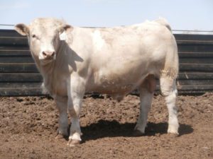 Eaton Charolais Cow Three