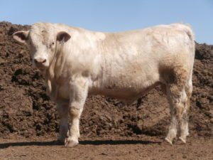 Eaton Charolais Cow Two
