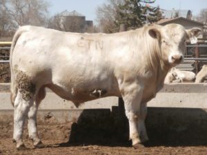 Eaton Charolais Cow