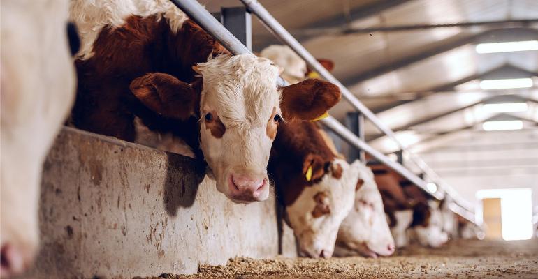 Garlic Powder for Fly Control in Cattle