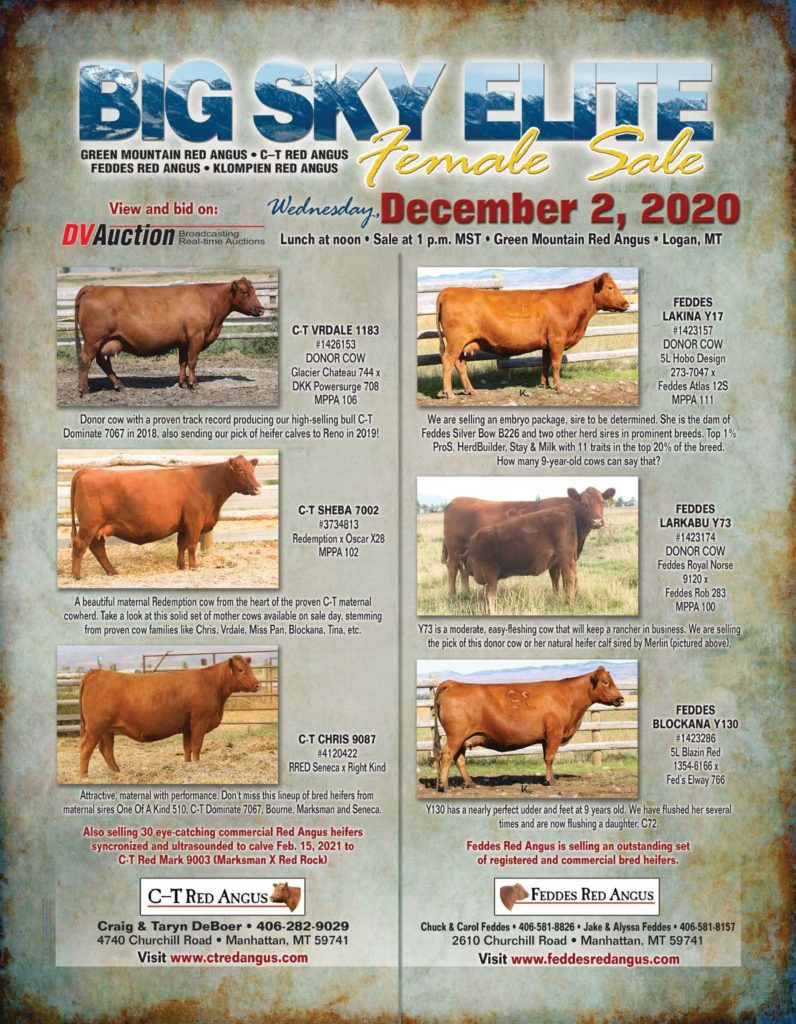 Big Sky Elite Female Sale 2020 - Bill Pelton Livestock, LLC