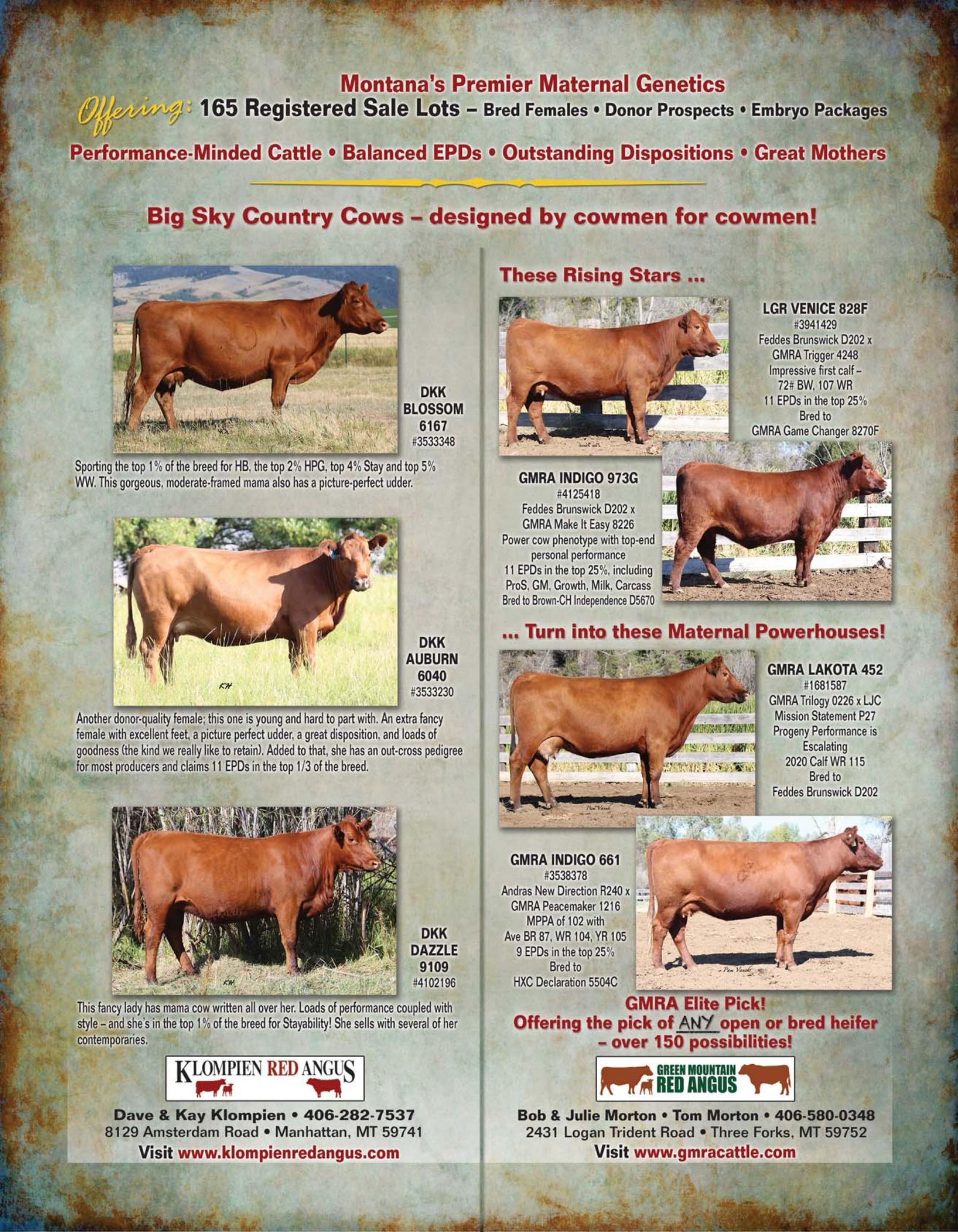 Big Sky Elite Female Sale 2020 - Bill Pelton Livestock, LLC