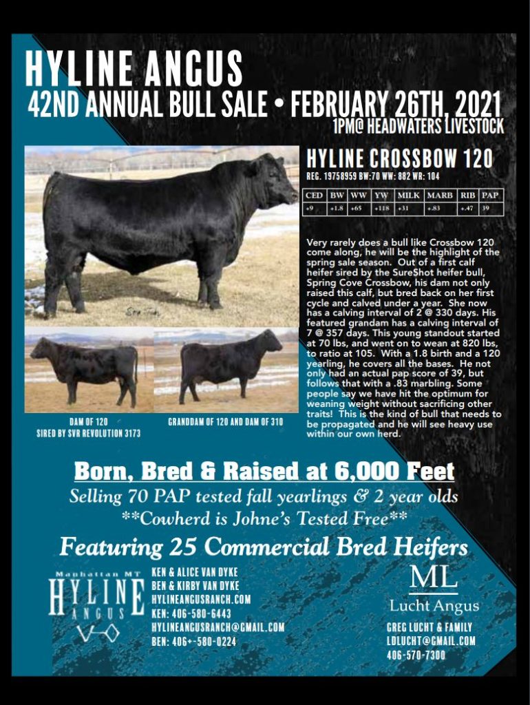 Hyline Angus Ranch - Bill Pelton Livestock, LLC