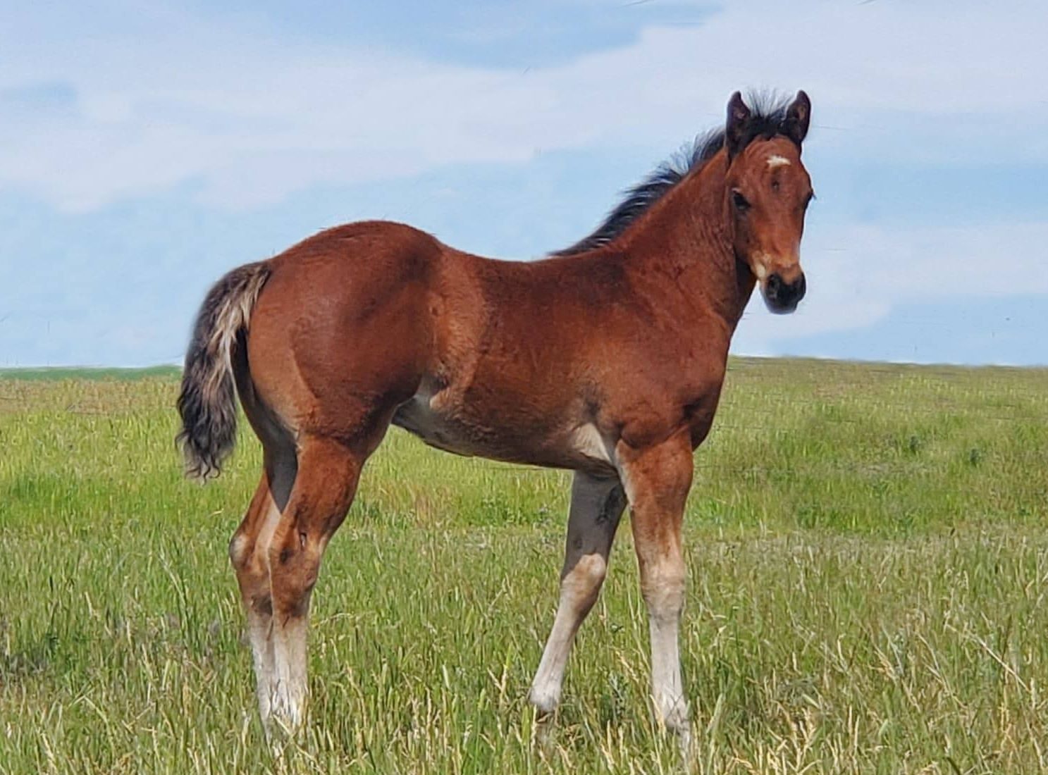 Powder River Quarter Horse Breeders Assn. - Bill Pelton Livestock, LLC