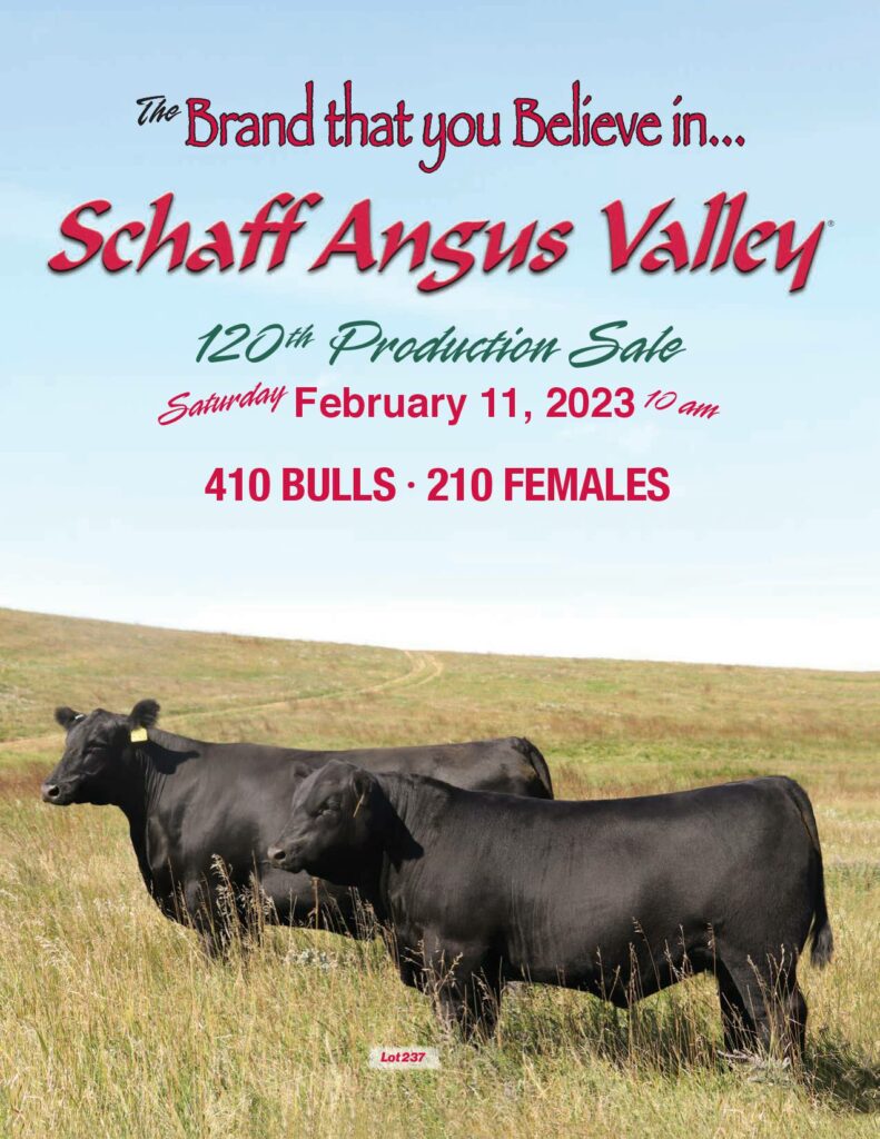 Schaff Angus Valley Bill Pelton Livestock, LLC
