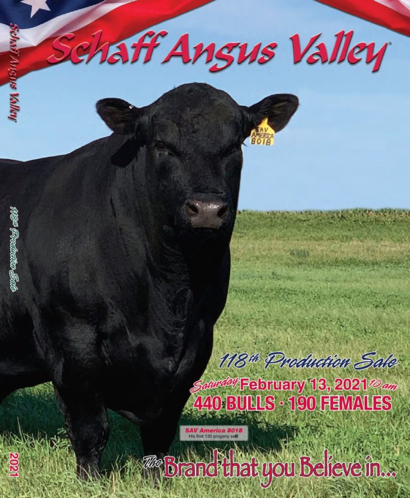 Schaff Angus Valley Bill Pelton Livestock, LLC